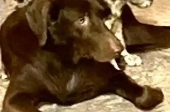 Missing dog San Benito, photo: Lost Huge Lab Mix: Needs Meds, Turner Rd