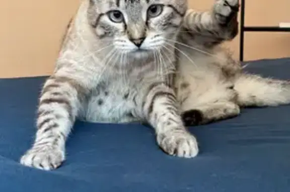 Animaux perdus , photo: Chat perdu Loki, 6kg, Pibrac, Occitanie