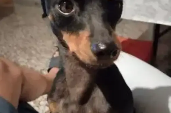 Perro robado en Sueca: negro y fuego, herida