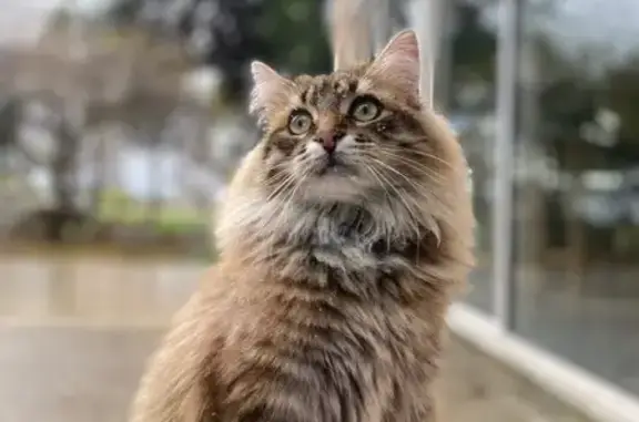 Chat perdu : mâle angora gris, 2 ans, craintif - photo