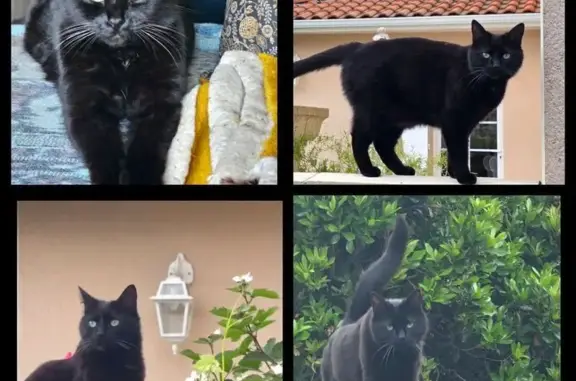 Animaux perdus Bordeaux, photo: Chatte noire perdue, yeux verts, queue cassée