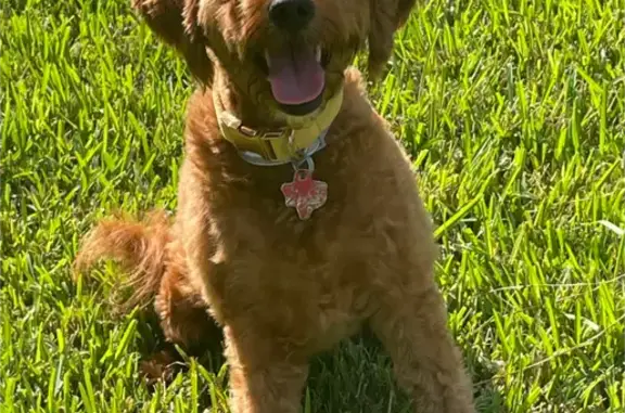 Lost Mini Poodle Mix in Houston Area