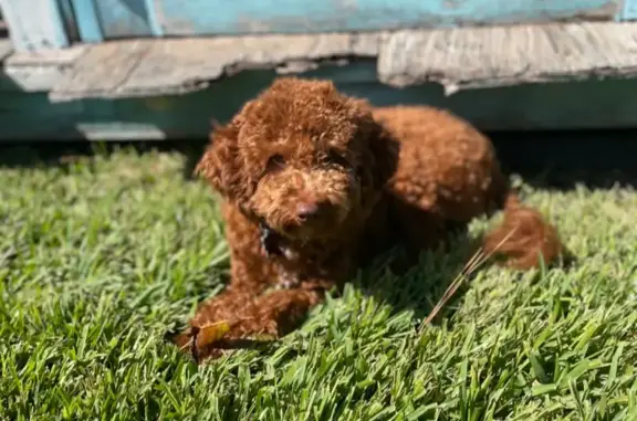 Lost Mini Poodle Mix on North MacGregor