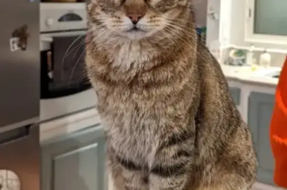 Chat perdu : Européen Tabby brun, yeux verts - photo