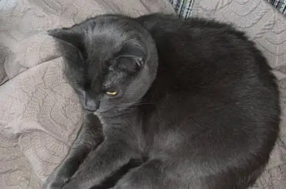 Зникла велика сіра кішка в Івано-Франківську