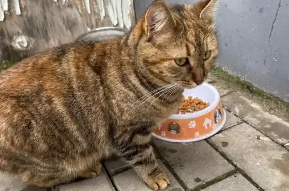 Знайдена домашня кішка в Луцьк...