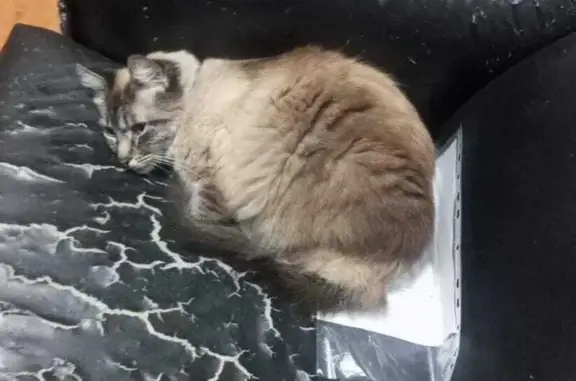 Animales perdidos Ecatepec de Morelos, foto: Gato Siamés Perdido en Ecatepec: ¡Ayuda!