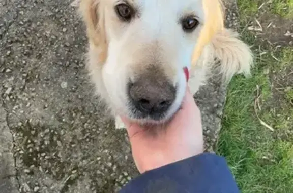 Chiens perdus à Mauves-sur-Loire - photo