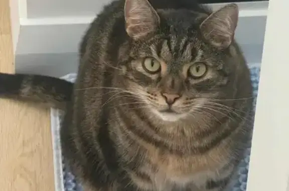 Help Find Our Timid 6kg Cat - Call Enzo!