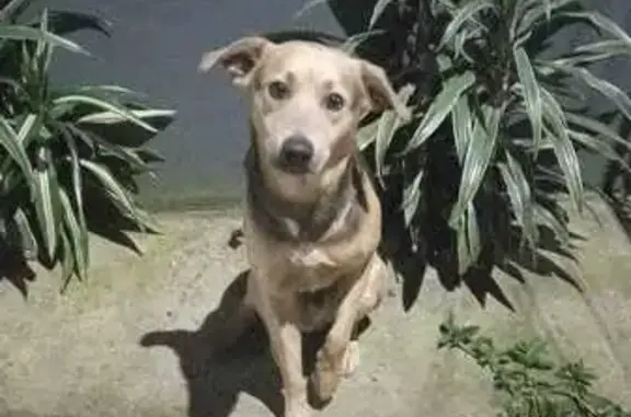 cachorro desaparecida