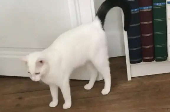 Chat perdu : Flocon, pelage blanc et queue noire - photo