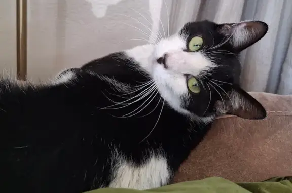 Missing cat Farmington, photo: Lost Black & White Cat in Farmington