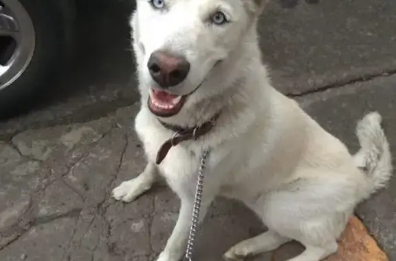 Husky Blanca Perdida en Col. J...