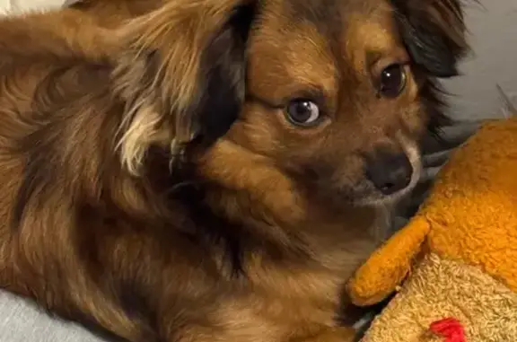 Lost: Shy Brown Dog in Cypress, Bronx