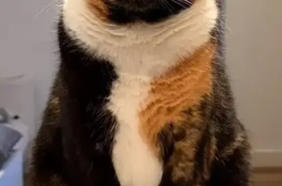 Lost Tortoiseshell Cat on Patterson St!