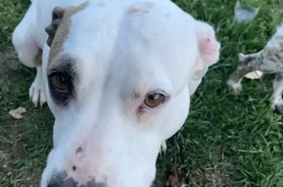 Help Find Our Sweet, Pregnant Lost Dog!