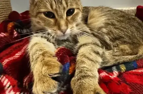 Зникла ласкава кішка Буся у Ви...