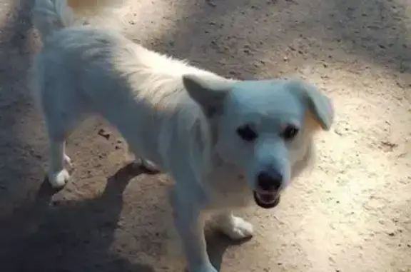 Зник військовий пес Умка: допоможіть знайти!