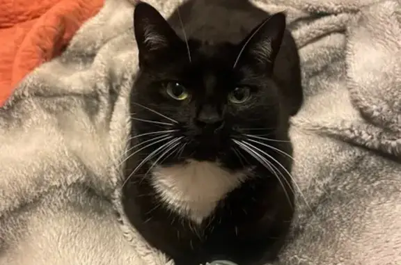 Lost: Friendly Black Cat on Wickenden St