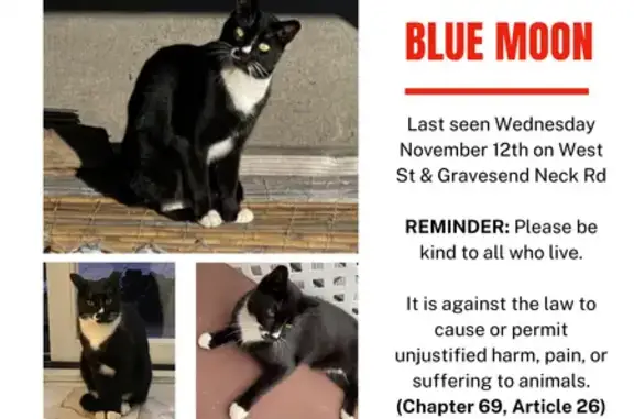 Lost Cat: Black with White Nose, Gravesend