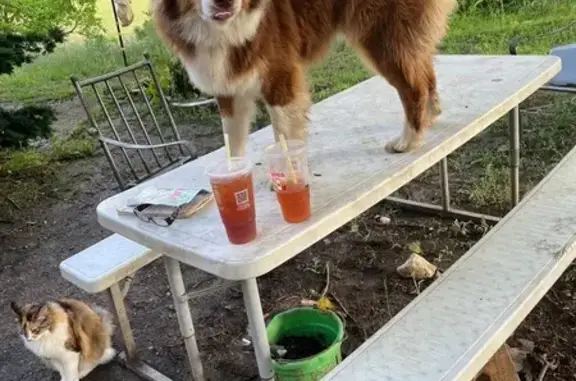 Lost Aussie Shepard: Blue-Eyed & Friendly