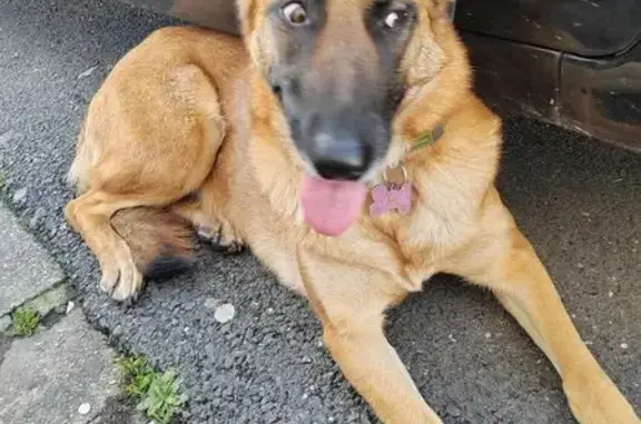 Chien trouvé , photo: Chien craintif trouvé près du passage à niveau