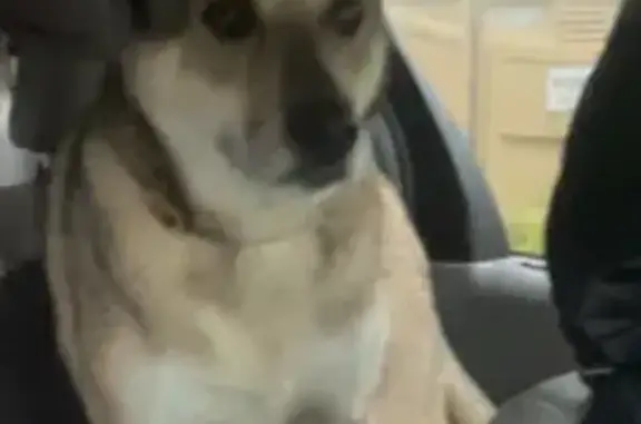 Lost German Shepherd: 134th St, Zimmerman