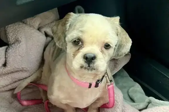 Lost Dog: White with Brown Spots in NJ