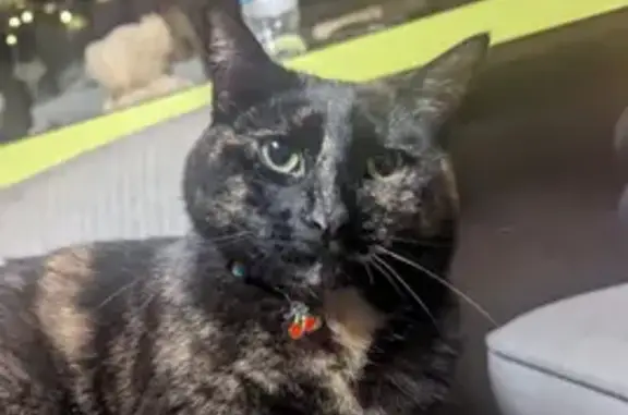 Missing cat , photo: Lost Tortie Cat: Vienna Twp Rest Area
