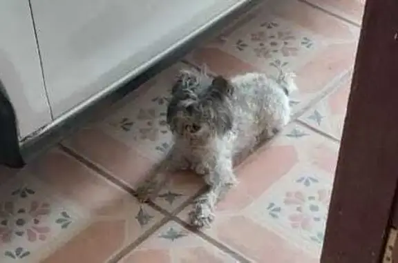 Perro Perdido: Blanca con Coll...