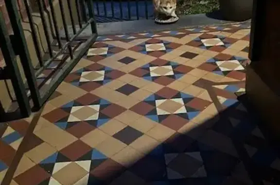 Found pets , photo: Found: Shy Ginger & White Cat in Enmore