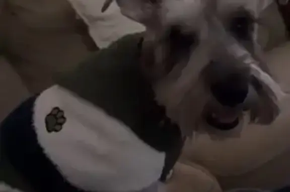 Lost Mini Schnauzer: Oddis Needs Help!