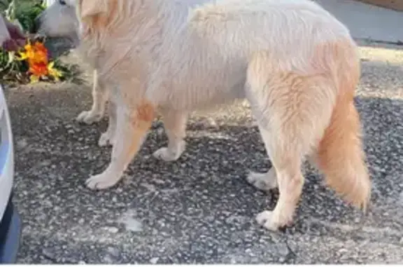 Lost Dogs: 2 White, 1 Brown - Call Now!