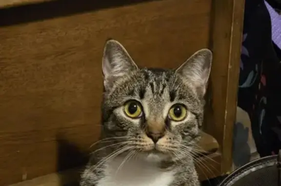 Missing cat , photo: Lost Tabby Cat: White Paws, L C McKee Rd