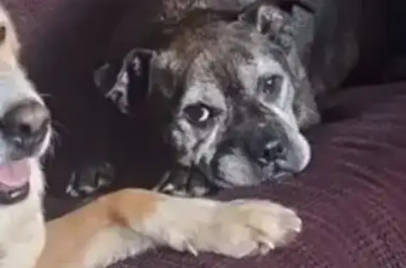 Lost Dog: Black/White/Gray in Churchville