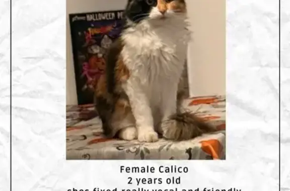Missing cat Mississippi State, photo: Lost Calico Cat: Vocal & Unique Face