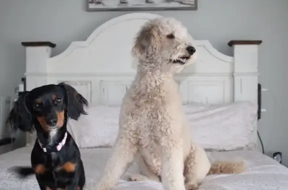 Missing Golden Doodle on Harmony Rd