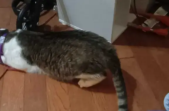 Lost Cat: Brindle with White Socks in Columbia