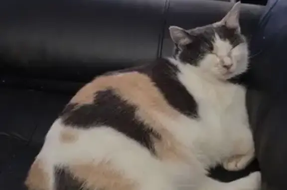 Lost Calico Cat with Heart & Paw Markings