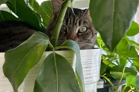 Lost Tabby Cat: Green Eyes on Washington