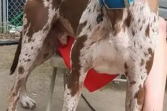 Missing dog , photo: Lost: Luna & Rorschach - Great Danes