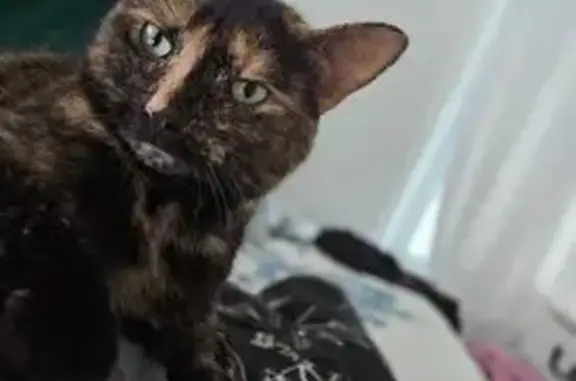 Lost: Chunky Polydactyl Cat in Garden City