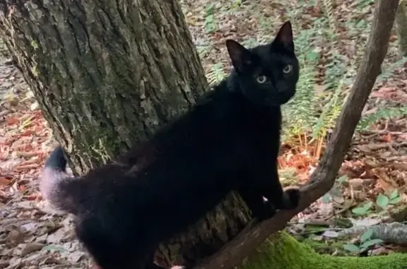 Lost Black Cat with White Bow Tie