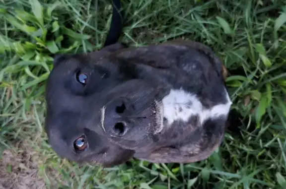 Lost 3-Legged Pit Mix: Gypsy Needs You!