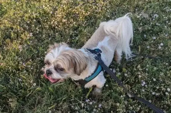 Lost Shih Tzu: Reddish Ears, Wichita