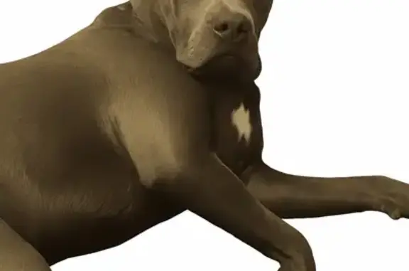 Missing dog Yakima, photo: Lost Dog: Reward for Safe Return of Smoke