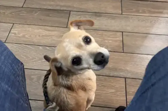 Perro Perdido: Cruza Chihuahua-Maltés en San Martín