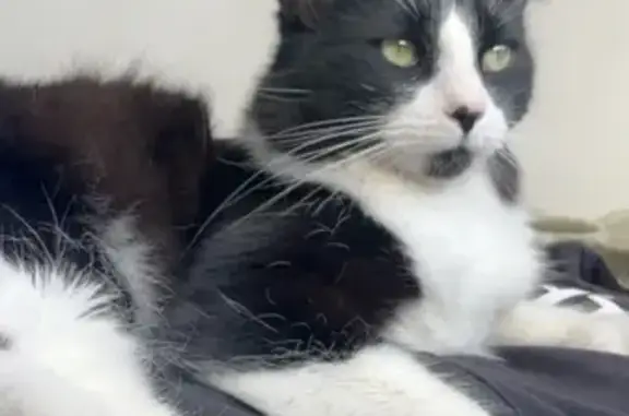 Gato Tuxedo Perdido: Cariñoso y Peludo