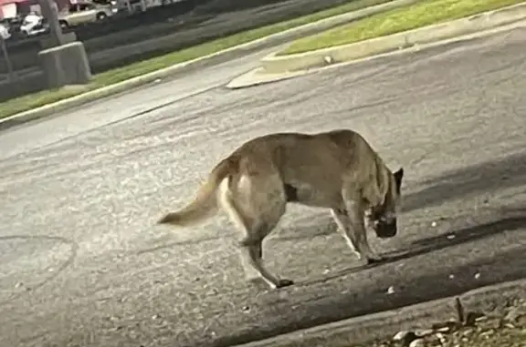 Found pets Mobile, photo: Found: Tan Dog Near Hwy 90, Mobile