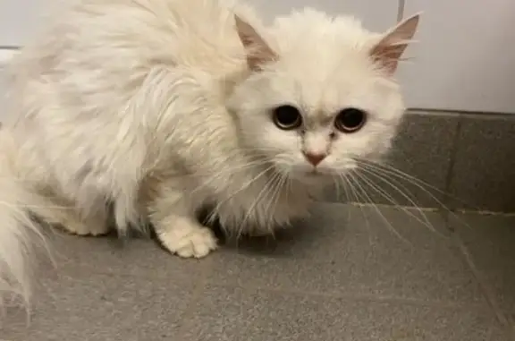Chat blanc perdu, poils longs, Forbach - photo